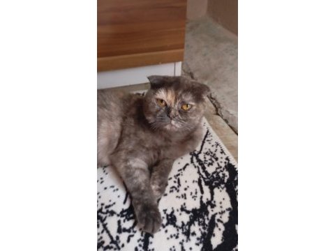 Scottish fold kedimiz pakize yeni yuvasını arıyor