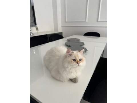 British longhair kedimiz