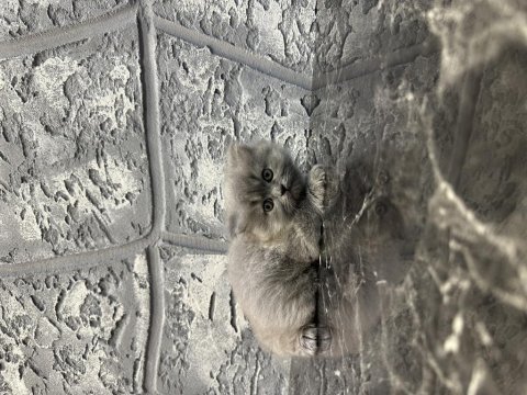 Dünyalar tatlısı minik scottish fold yavrumuz