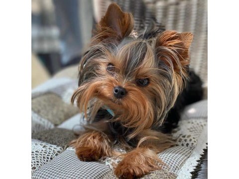 Teacup çanta köpeği