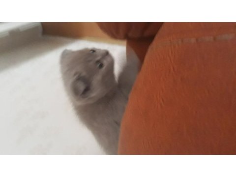 Bu tatliş scottish fold senin olsun