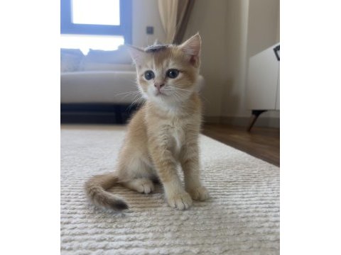 British shorthair golden