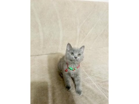 Saf kan british shorthair kediler