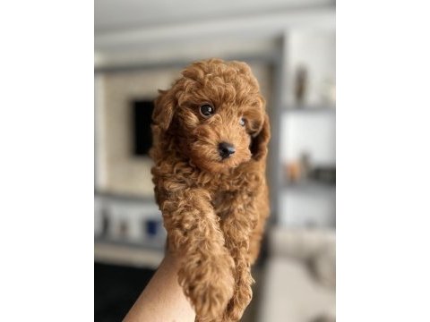 4 aylık erkek toy poodle