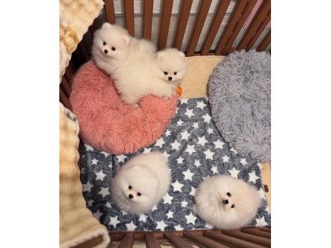 Kartopu pomeranian bebekler geldi