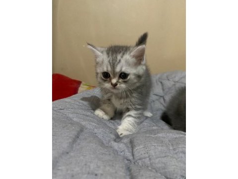 British shorthair silver tabby