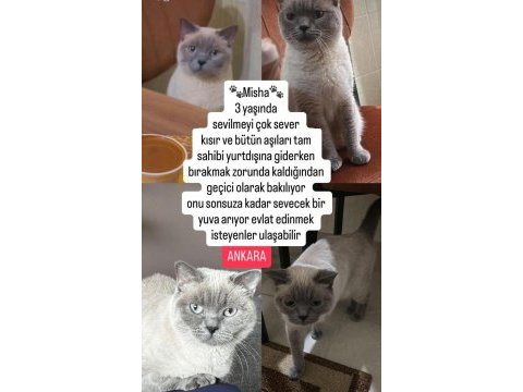 Ücretsiz sahiplendirilecek kedimiz