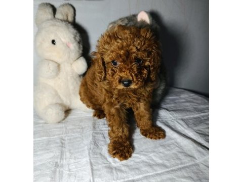 Kore toy poodle elden teslim