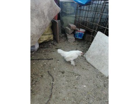 Süs tavukları