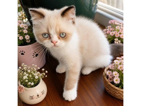 Safkan exotic shorthair bebekler