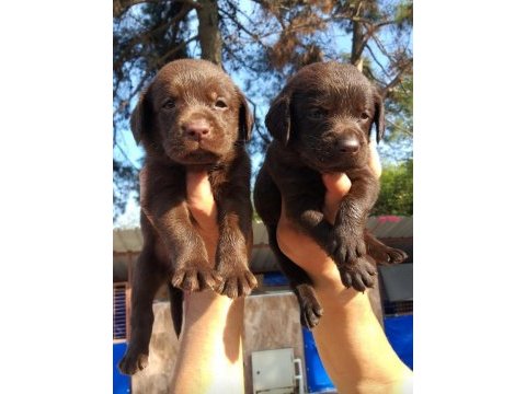 Çikolata nutella labrador tatlışlar
