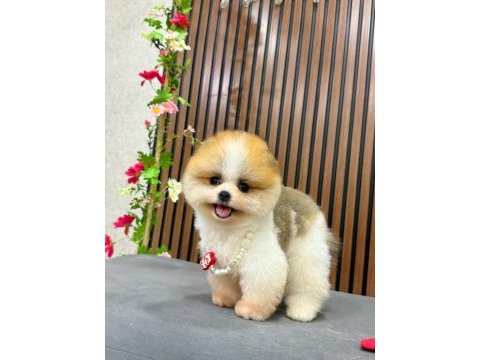 Parti color 3 aylık erkek pomeranian