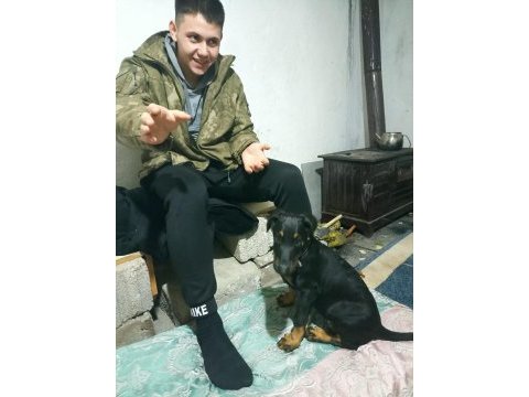 Alanını koruyan akıllı sahibine çok düşkün doberman köpeği