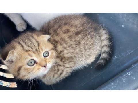 Yavru kedim scottish fold