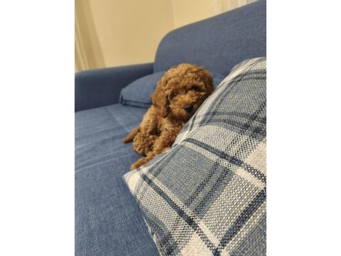 Toy poodle köpeği 3 aylık