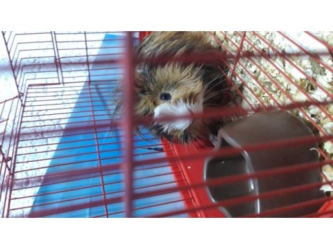 6 aylık dişi ginepig kafesiyle