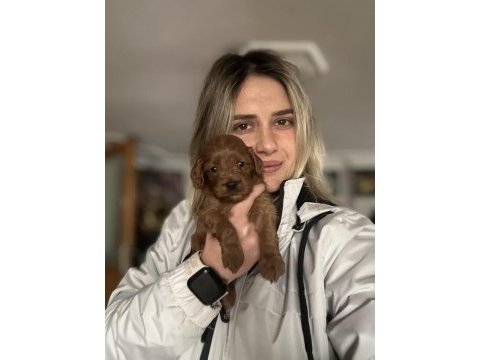 12 yıllık üreticiden maltipoo yavruları