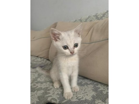 British shorthair dişi 73 günlük yavru