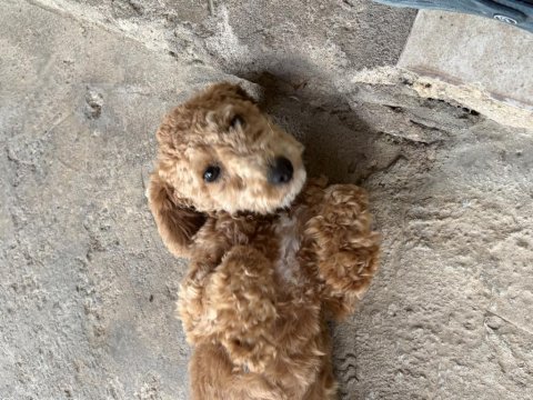 Poodle 5 aylık en mini boy