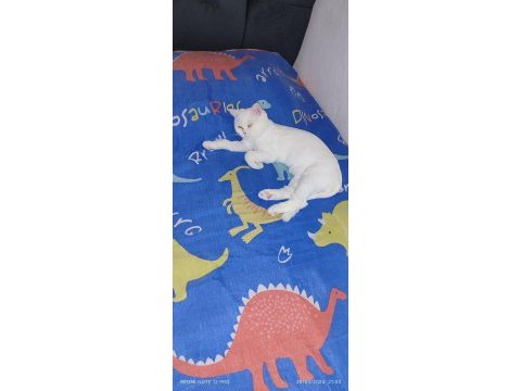 10 aylık beyazım british shorthair