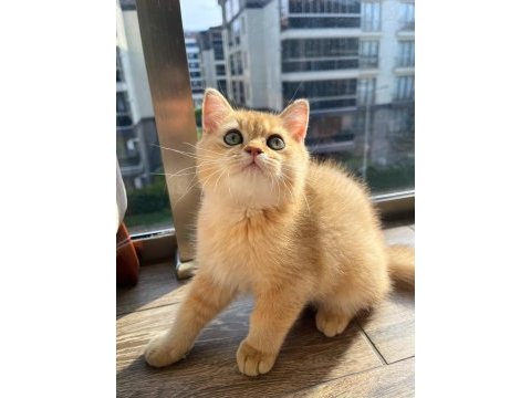 Full şecereli golden erkek yavrumuz british longhair