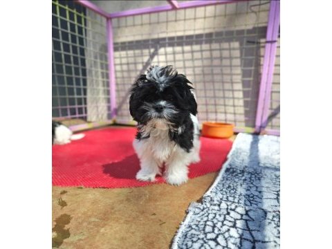 Shih tzu yavrularımızı kaçırmayın