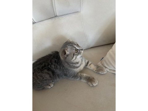 Yavru scottish fold tabby