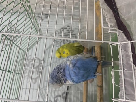 Show jumbo muhabbet kuşları