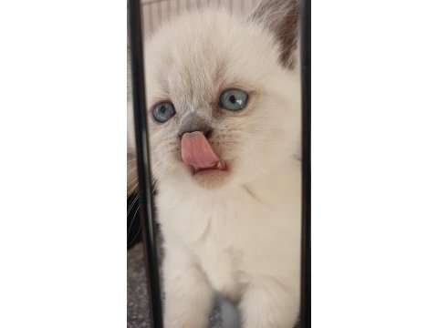 Blue point british shorthair rezerve ye açık