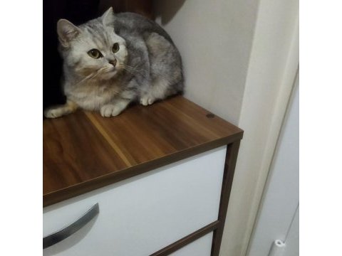 İngiliz ırkı kedimiz