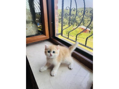 Saf kan golden british shorthair yavrular (wcf kayıtlı)