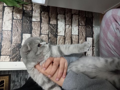 Scottish fold 7-8 aylık erkek kedimiz