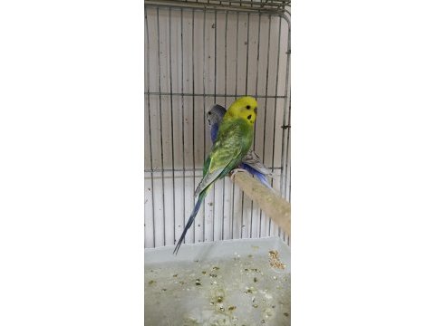 Hazır yumurtalı rainbow muhabbet kuşu takımlar