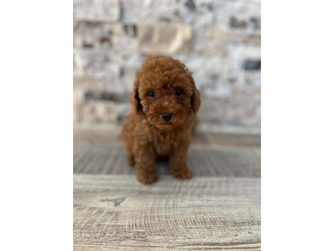 Biblo güzelliğinde red brown teacup poodle bebekler