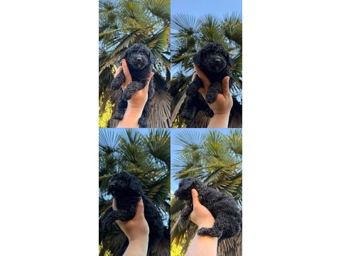 Teacup sağlıklı ırk garantili poodle
