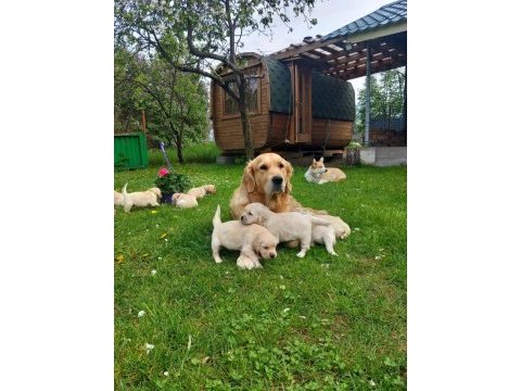 Golden retriever yavrular için ulaşabilirsiniz