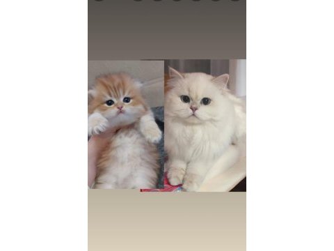 Safkan british longhair yavrular
