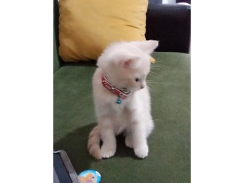 2 aylık british kedi kuru mama yiyor tuvalet eğitimi var