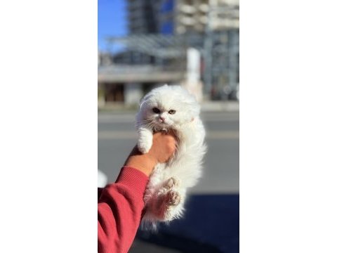 Daha iyisi olana kadar en iyisi 