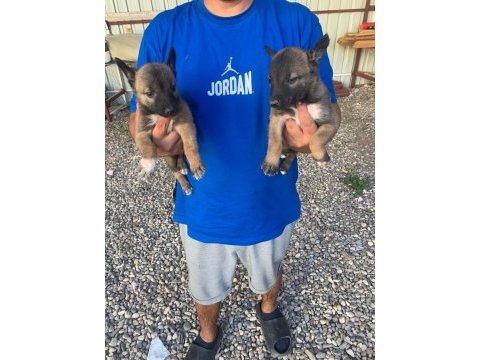 Süper malinois yavrularımız anne baba şampiyon