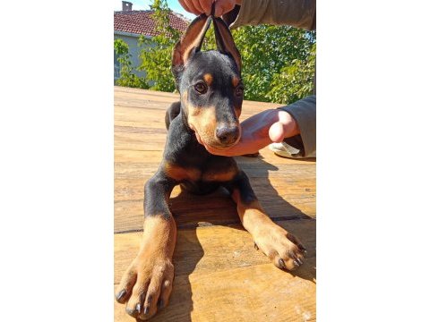 Asil siyah yavru doberman
