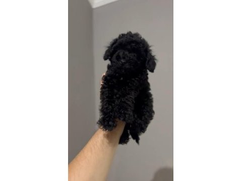 Toy poodle orjinal
