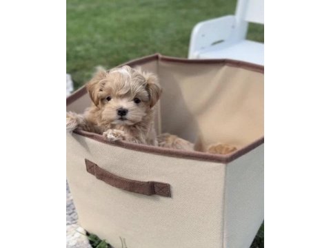 Tr de tek micro teacup maltipoo yavrusu