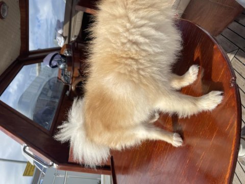 Pomeranian erkek