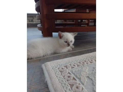 Sevimli scottish fold yavru kedicikler