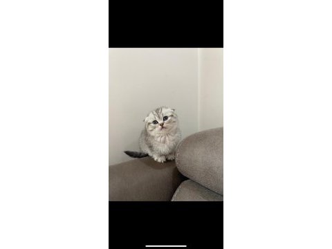 A kalite scottish fold dişi prenses