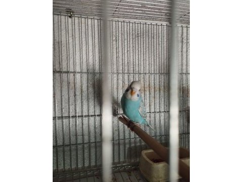 40 günlük alıştırmalık jumbo kırığı muhabbet kuşu yavrular