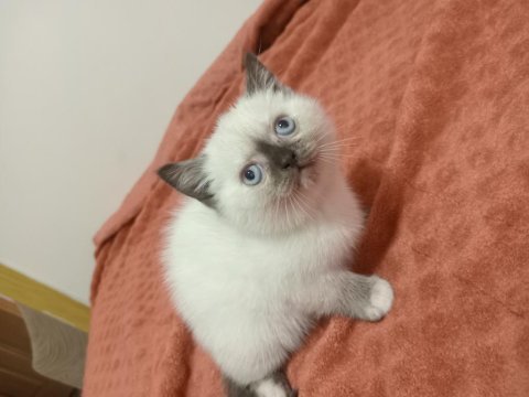 British shorthair dişi