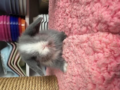 Renk renk hollanda ve teddy lop tavşanı bebekler