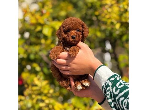 Toy poodle yavrularımız kilo garantili